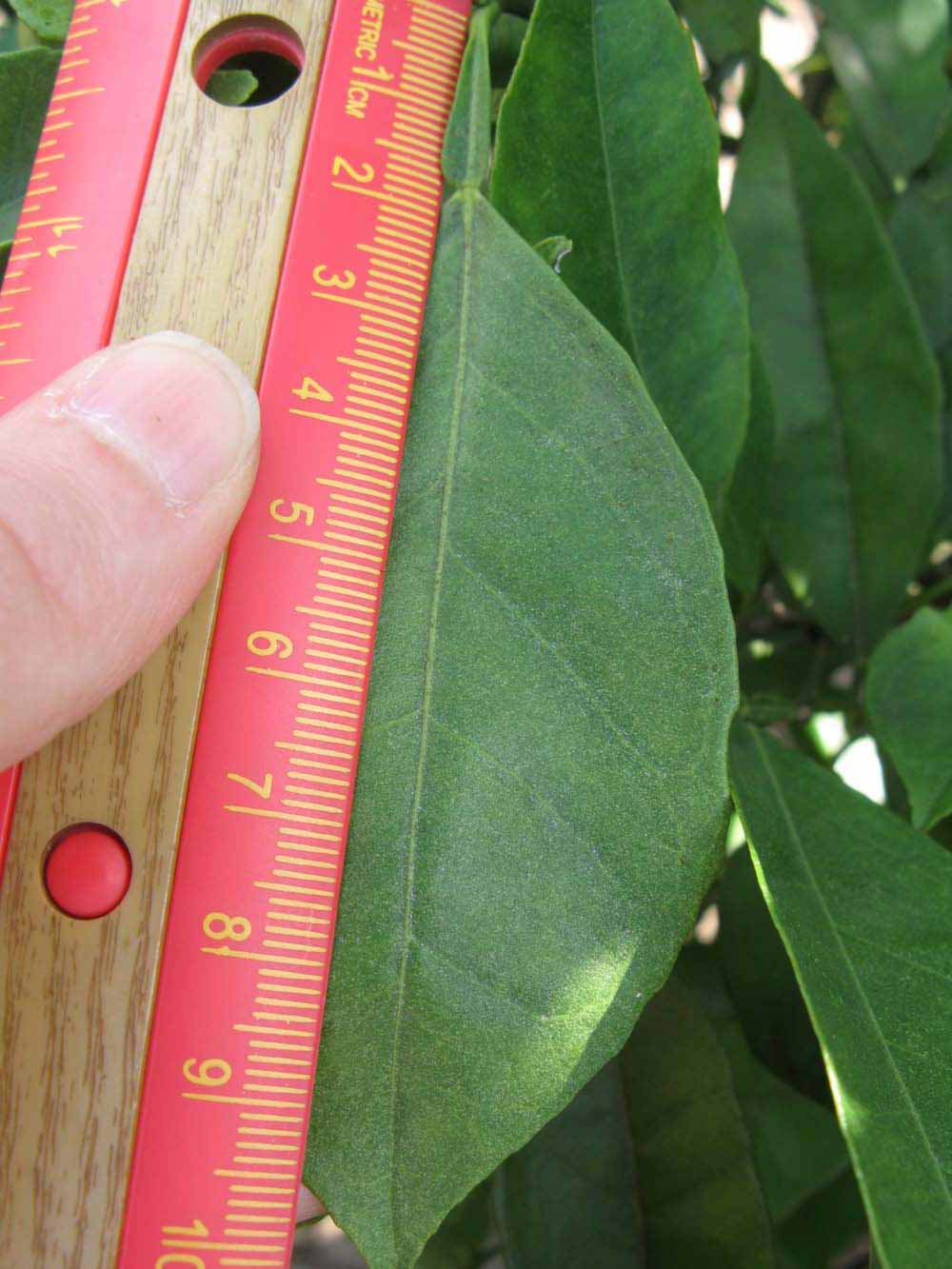              Unifoliolate leaf (Winter Haven, FL)       